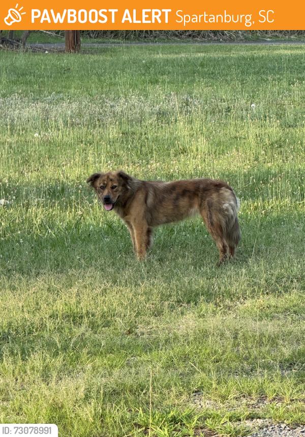 Found/Stray Unknown Dog last seen Chesnee Hwy. And Floyd Rd., Spartanburg, SC 29303