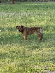 Found/Stray Unknown Dog last seen Chesnee Hwy. And Floyd Rd., Spartanburg, SC 29303