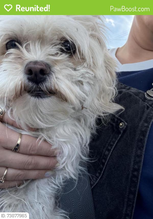 Reunited Female Dog last seen Wellesley and lacey, Spokane, WA 99207