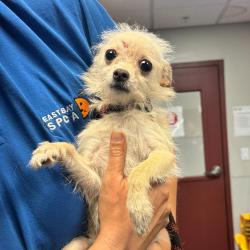 Shelter Stray Female Dog last seen Near Loch Lane, SAN LEANDRO, CA, 94577, 8323 Baldwin St, Oakland, CA 94621, USA