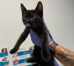 Shelter Stray Male Cat last seen street, San Diego, CA, 92154, 5500 Gaines St, San Diego, CA 92110, USA