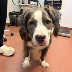 Shelter Stray Male Dog last seen Near Loch Lane, SAN LEANDRO, CA, 94577, 8323 Baldwin St, Oakland, CA 94621, USA