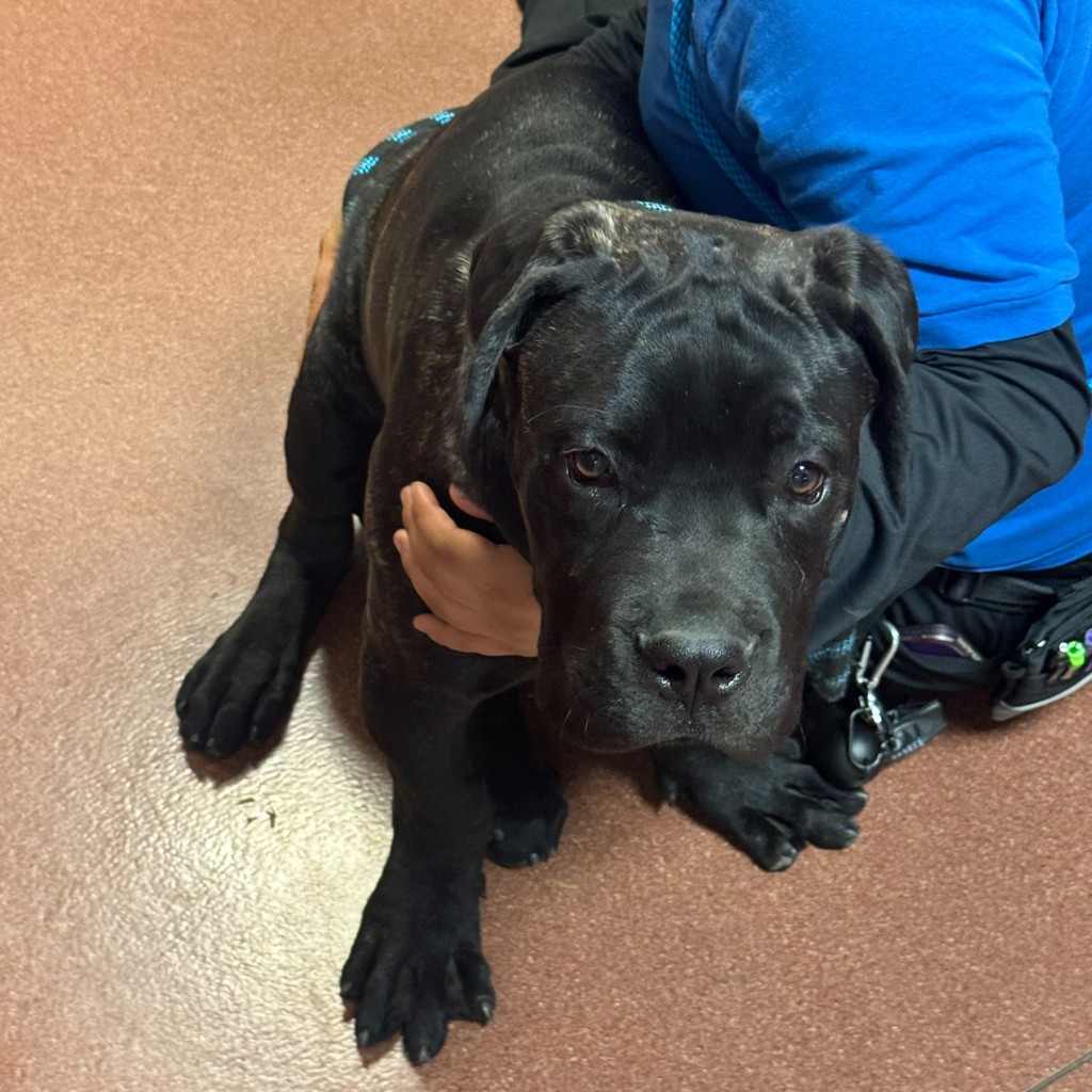 Shelter Stray Male Dog last seen Hegenberger Road, OAKLAND, CA, 94621, 8323 Baldwin St, Oakland, CA 94621, USA