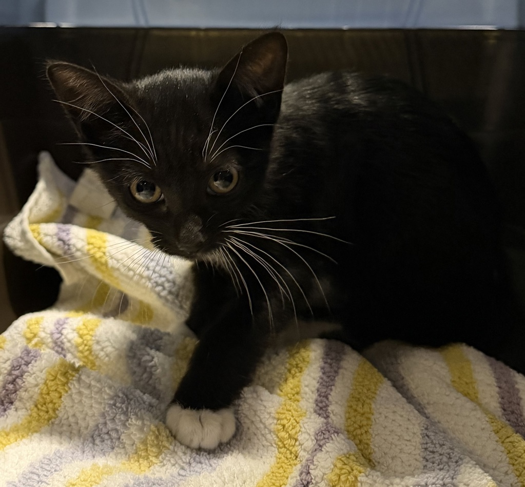 Shelter Stray Male Cat last seen N Ash Avenue, Escondido, CA, 92026, Escondido, CA 92027, USA