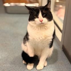 Shelter Stray Male Cat last seen , 2451 N Expressway 281, Edinburg, TX 78541, USA