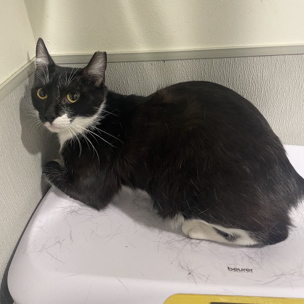 Shelter Stray Female Cat last seen , 3607 N Armenia Ave, Tampa, FL 33607, USA