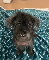 Shelter Stray Male Dog last seen Near N Harbor Drive, San Diego, CA, 92101, 5500 Gaines St, San Diego, CA 92110, USA