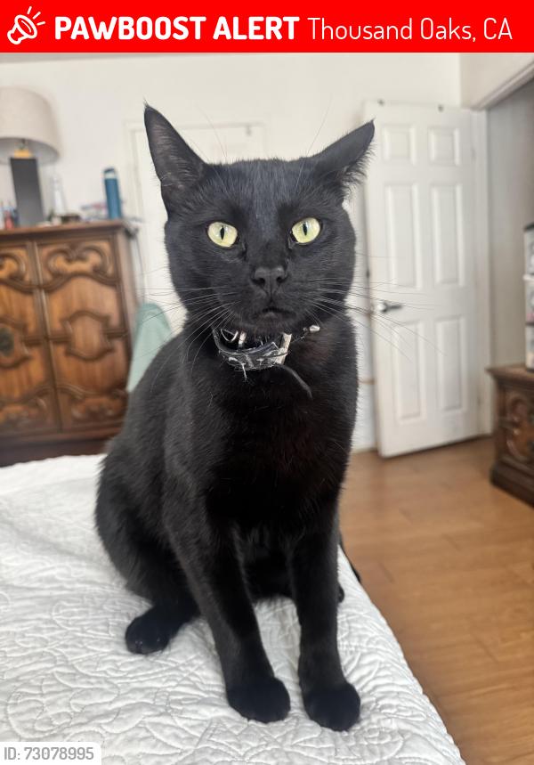 Lost Male Cat last seen E thousand oaks blvd & rancho rd lives by los dos amigos, Thousand Oaks, CA 91362