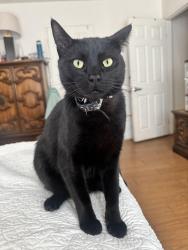 Lost Male Cat last seen E thousand oaks blvd & rancho rd lives by los dos amigos, Thousand Oaks, CA 91362
