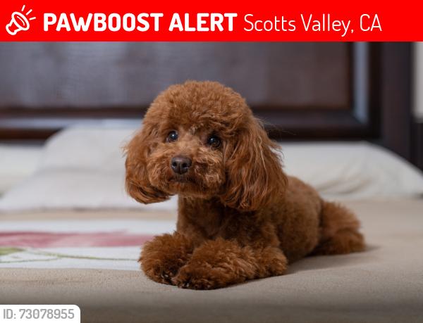 Lost Female Dog last seen Brookdale Senior Living facility outside of building?, Scotts Valley, CA 95066