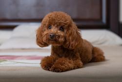 Lost Female Dog last seen Brookdale Senior Living facility outside of building?, Scotts Valley, CA 95066