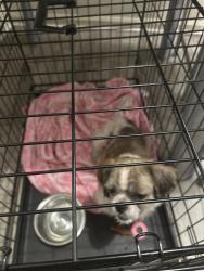 Reunited Male Dog last seen Main st, Asheboro, NC 27203