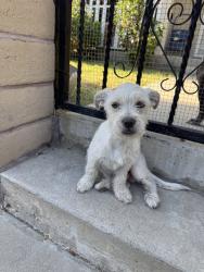 Found/Stray Male Dog last seen Marcelle st & myrtle ave., Paramount, CA 90805