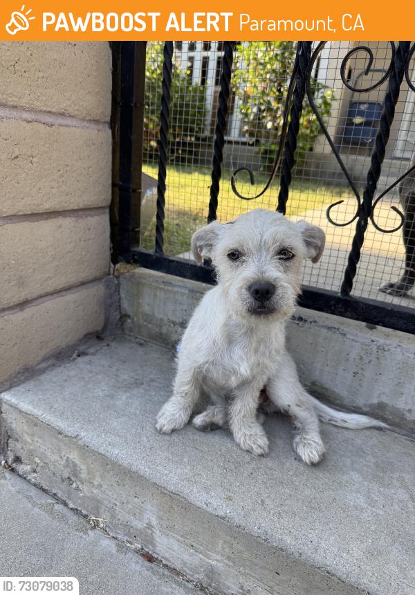 Found/Stray Male Dog last seen Marcelle st & myrtle ave., Paramount, CA 90805