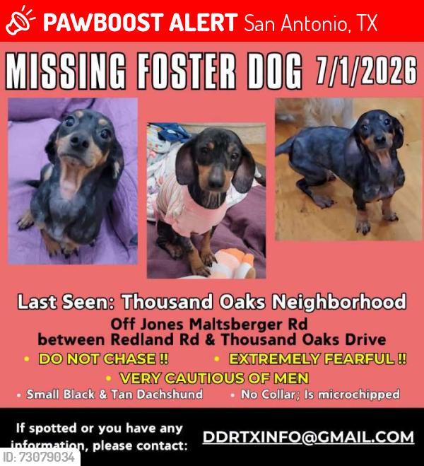 Lost Female Dog last seen Canyon Shadow, San Antonio, TX 78232