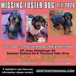 Lost Female Dog last seen Canyon Shadow, San Antonio, TX 78232
