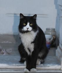 Reunited Male Cat last seen Torrence Dr. Apex, Apex, NC 27502