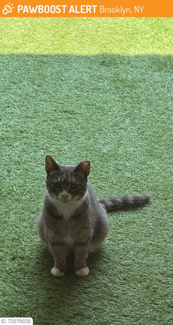 Found/Stray Unknown Cat last seen Cooper Park, Brooklyn, NY 11206
