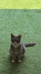 Found/Stray Unknown Cat last seen Cooper Park, Brooklyn, NY 11206