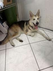 Found/Stray Female Dog last seen SW 8th Street and SW 43rd Avenue, Miami, FL, Coral Gables, FL 33134
