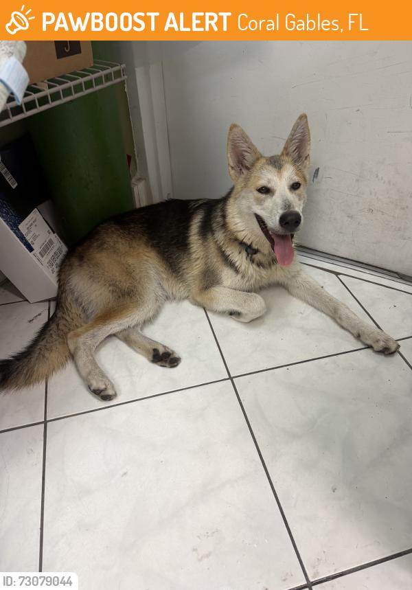 Found/Stray Female Dog last seen SW 8th Street and SW 43rd Avenue, Miami, FL, Coral Gables, FL 33134