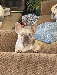 Lost Female Dog last seen Osage Drive, Salinas, CA 93906