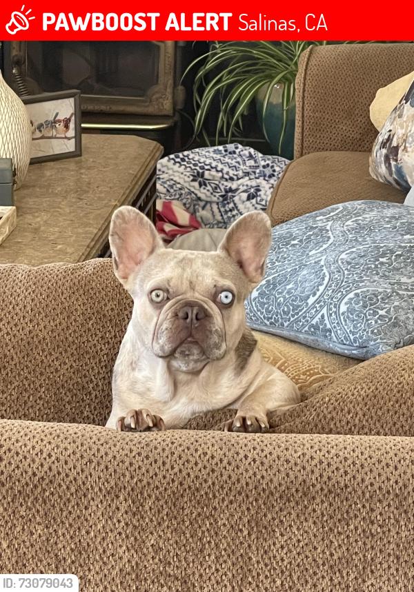 Lost Female Dog last seen Osage Drive, Salinas, CA 93906