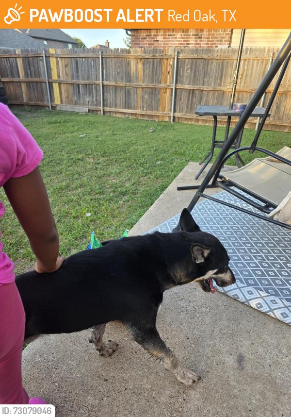 Found/Stray Male Dog last seen Autumn Trail and Hunters Trail, Red Oak, TX 75154