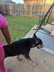 Found/Stray Male Dog last seen Autumn Trail and Hunters Trail, Red Oak, TX 75154