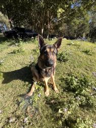 Reunited Male Dog last seen Kloske Rd, Ford Rd, Alperton Rd, Leacroft Rd, Priestdale Rd, Burbank, QLD 4156