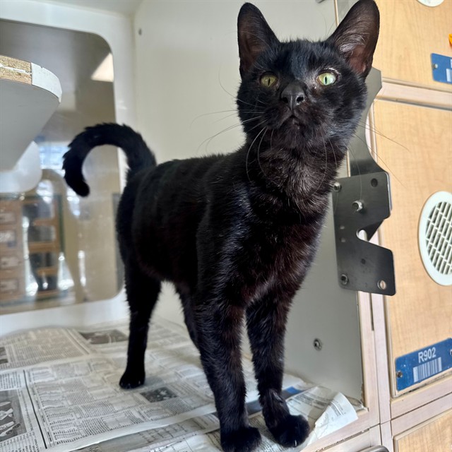 Shelter Stray Male Cat last seen Near BLOCK ADELFA ST, LAKE ELSINORE CA 92530, 6851 Van Buren Boulevard, Jurupa Valley, CA 92509, USA