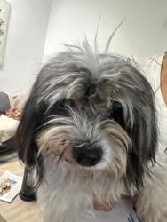 Found/Stray Female Dog last seen Los Ángeles st in Baldwin park, Baldwin Park, CA 91706