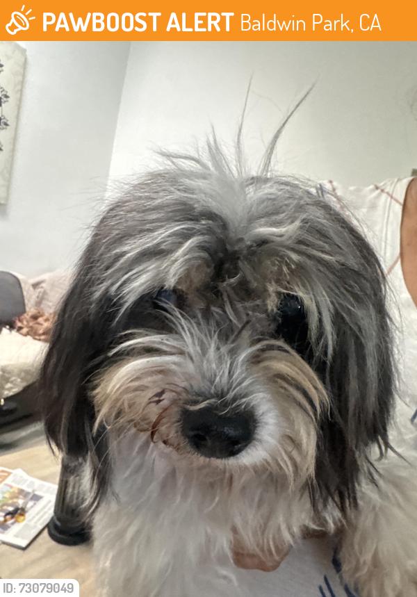 Found/Stray Female Dog last seen Los Ángeles st in Baldwin park, Baldwin Park, CA 91706
