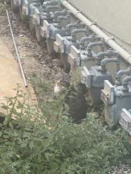 Found/Stray Unknown Cat last seen Rockin Crawfish, Oakland, CA 94606