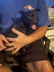 Found/Stray Male Dog last seen sample street, kissimmee, Kissimmee, FL 34744