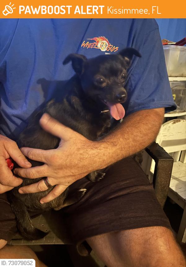 Found/Stray Male Dog last seen sample street, kissimmee, Kissimmee, FL 34744
