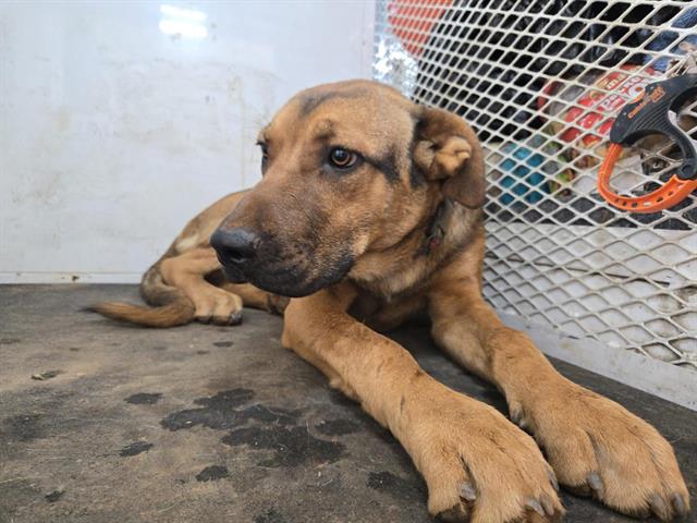 Shelter Stray Male Dog last seen LINCOLN, 11232 B Ave, Auburn, CA 95603, USA