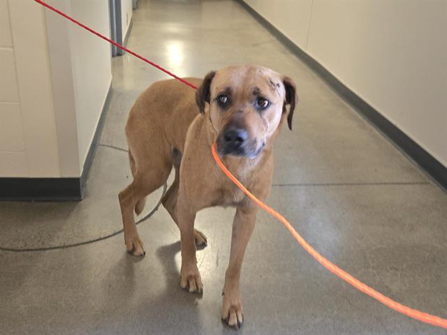 Shelter Stray Female Dog last seen LINCOLN, 11232 B Ave, Auburn, CA 95603, USA