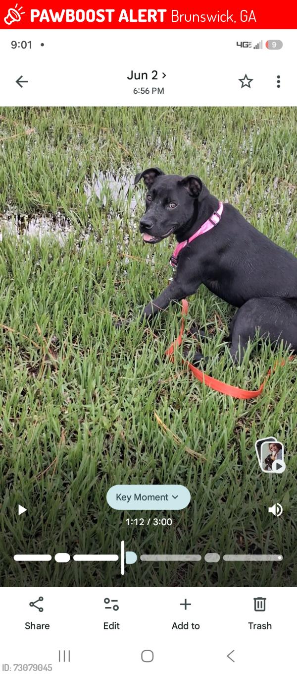 Lost Female Dog last seen Cochran Avenue, Brunswick Ga, Brunswick, GA 31520