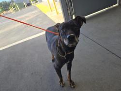 Shelter Stray Female Dog last seen LINCOLN, 11232 B Ave, Auburn, CA 95603, USA