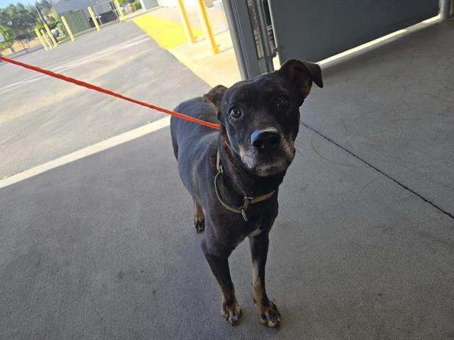 Shelter Stray Female Dog last seen LINCOLN, 11232 B Ave, Auburn, CA 95603, USA