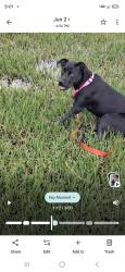 Lost Female Dog last seen Cochran Avenue, Brunswick Ga, Brunswick, GA 31520