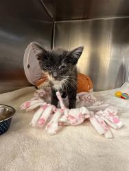 Shelter Stray Female Cat last seen QUEEN ANNE DR, 1950 Stevenson Blvd, Fremont, CA 94538, USA