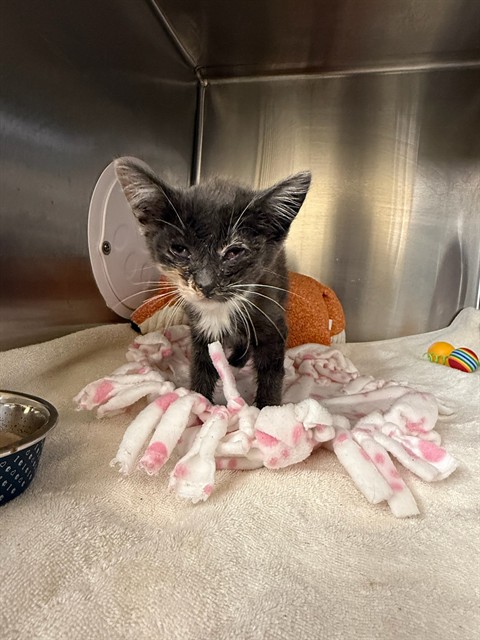 Shelter Stray Female Cat last seen QUEEN ANNE DR, 1950 Stevenson Blvd, Fremont, CA 94538, USA