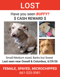 Lost Female Dog last seen Columbus and Oswell, Bakersfield, CA 93306