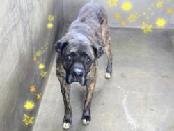 Shelter Stray Male Dog last seen , 14409 Vanowen St, Van Nuys, CA 91405, USA