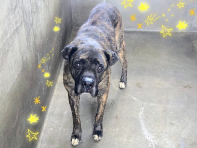 Shelter Stray Male Dog last seen , 14409 Vanowen St, Van Nuys, CA 91405, USA