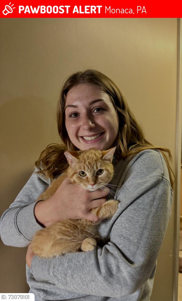 Lost Female Cat last seen Bechtel street, Monaca, PA 15061