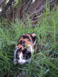 Found/Stray Female Cat last seen Kay creek trail under the bench, Layton, UT 84040