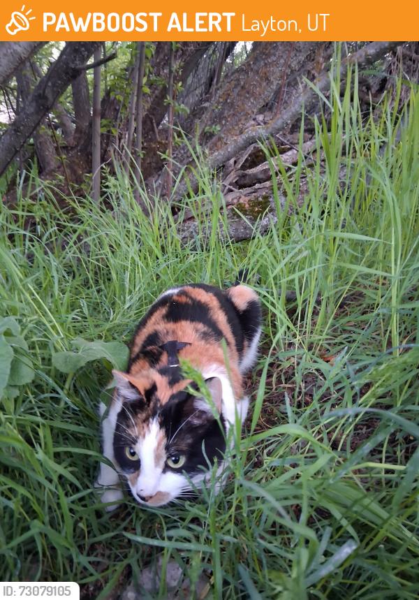 Found/Stray Female Cat last seen Kay creek trail under the bench, Layton, UT 84040